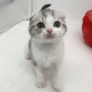 スコティッシュフォールド【愛知県・女の子・2024年6月20日・ブルータビー&ホワイト】の写真「元気いっぱい♪♪」