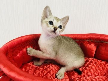 シンガプーラ【愛知県・男の子・2020年5月4日・セピアアグーチ】の写真「小さな妖精🧚‍♀️シンガプーラ男の子！」