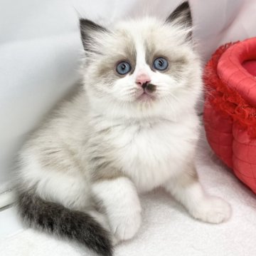 ラグドール【愛知県・女の子・2023年10月25日・シールポイントバイカラー】の写真「可愛い女の子❤️」