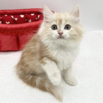 ミヌエット(長足)【愛知県・女の子・2024年1月17日・カメオタビー&ホワイト（ロングヘアー）】の写真「美人さん💕✨」