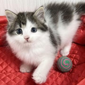 ノルウェージャンフォレストキャット【愛知県・男の子・2022年10月2日・ブラウンタビー&ホワイト】の写真「愛嬌たっぷり♪」