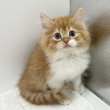 ミヌエット(長足)【愛知県・男の子・2024年1月17日・レッドタビー&ホワイト（ロングヘアー）】の写真「遊び好き♬*°」