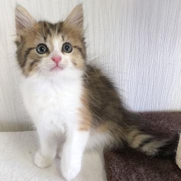 ノルウェージャンフォレストキャット【愛知県・女の子・2022年6月15日・ブラウンパッチドタビー安心ホワイト】の写真「美人さん✨」