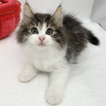 ノルウェージャンフォレストキャット【愛知県・男の子・2024年4月27日・ブラウンタビー&ホワイト】の写真「フレンドリーな性格🙌」