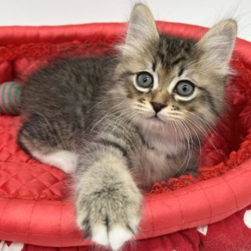 ノルウェージャンフォレストキャット【愛知県・男の子・2023年3月22日・ブラウンタビー&ホワイト】の写真「元気いっぱい！！」