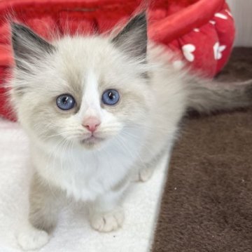 ラグドール【愛知県・女の子・2023年1月26日・シールポイントバイカラー】の写真「遊び好き♪」