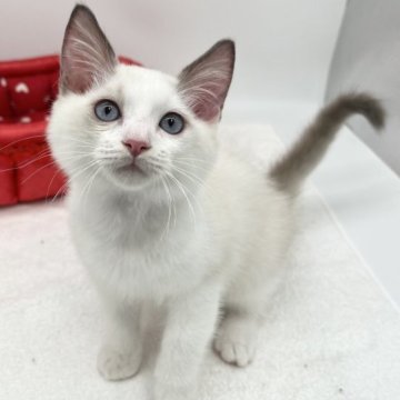 ラグドール【愛知県・男の子・2023年4月22日・シールポイントバイカラー】の写真「遊び好き♪」