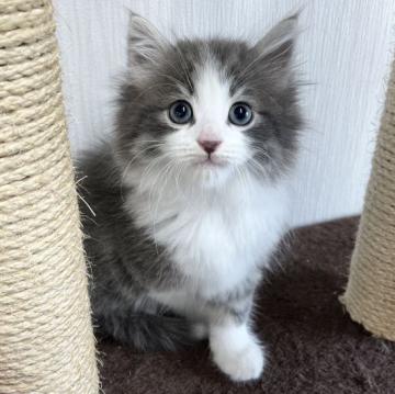 ノルウェージャンフォレストキャット【愛知県・男の子・2022年10月2日・ブルータビー&ホワイト】の写真「イケメンくん✨」