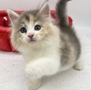 ノルウェージャンフォレストキャット【愛知県・女の子・2023年5月10日・ブルーパッチドタビー&ホワイト】の写真「可愛いノルウェージャン✨」