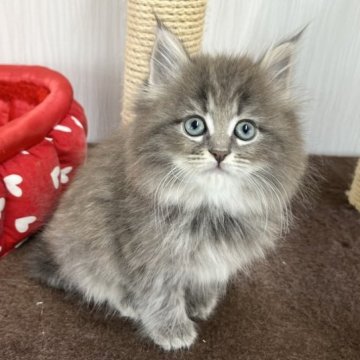 ノルウェージャンフォレストキャット【愛知県・女の子・2023年2月22日・ブルータビー】の写真「毛量たっぷり❤️」