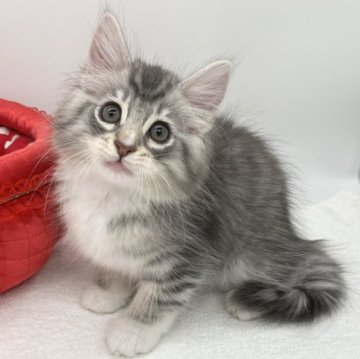 ノルウェージャンフォレストキャット【愛知県・女の子・2024年4月27日・ブルーシルバータビー&ホワイト】の写真「ゴロゴロの可愛い子💞」