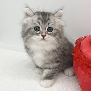 ラガマフィン【愛知県・男の子・2024年7月25日・シルバータビー&ホワイト】の写真「むっちりで可愛い💙」