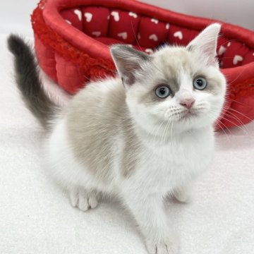 スコティッシュフォールド【愛知県・男の子・2024年6月20日・ブルーポイント&ホワイト】の写真「まん丸むちむち⭕️」