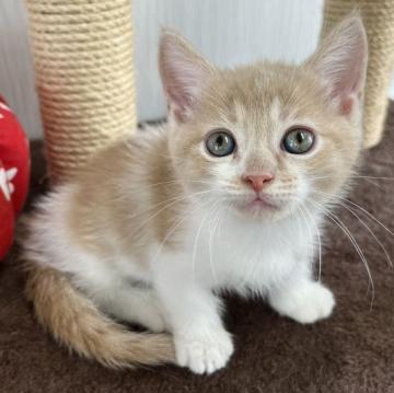 ミヌエット(短足)【愛知県・男の子・2022年8月18日・クリームタビー&ホワイト】の写真「可愛い短足ちゃん✨決算セール中！即お迎え可能！」