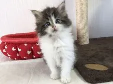 ノルウェージャンフォレストキャット【愛知県・女の子・2020年9月30日・ブラウンタビー&ホワイト】の写真1