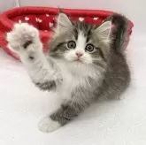 ミヌエット(長足)【愛知県・男の子・2024年2月22日・ブラウンタビー&ホワイト】の写真1