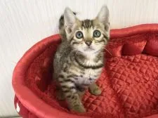 ベンガル【愛知県・男の子・2021年7月8日・ブラウンスポテッドタビー】の写真1