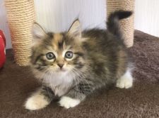 みんなの猫図鑑 愛知県で評判の良いラガマフィンのブリーダー キャッテリー紹介 みんなの猫図鑑 愛知県で評判の良いラガマフィンのブリーダー キャッテリー紹介