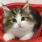 ノルウェージャンフォレストキャット【愛知県・女の子・2022年11月10日・ブラウンタビー&ホワイト】の写真1