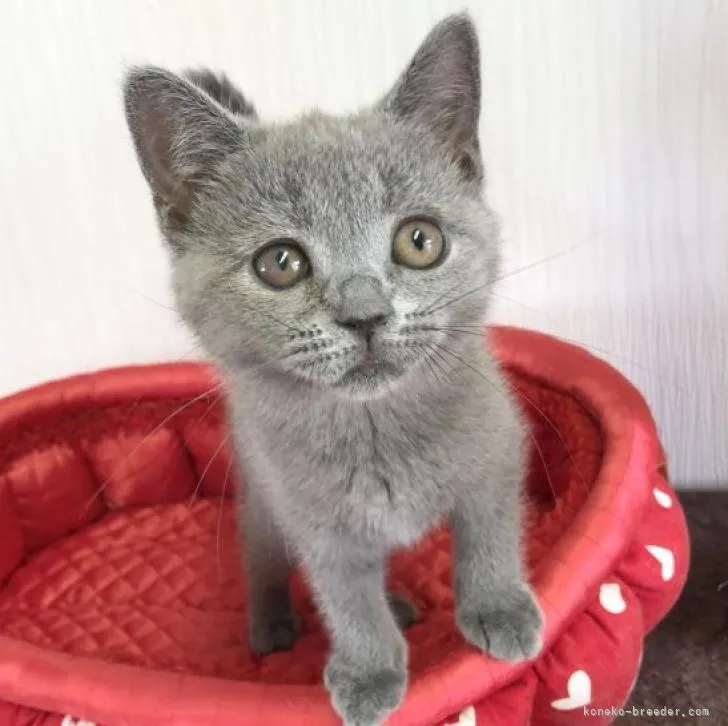 ID：2206-02290の子猫
