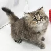 エキゾチックロングヘア【愛知県・女の子・2023年12月27日・ブラウンパッチドタビー】の写真2