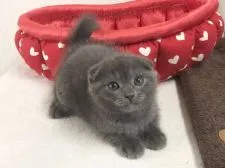 スコティッシュフォールド(折れ耳)【愛知県・女の子・2020年12月25日・ブルー】の写真2