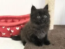 ラガマフィン【愛知県・男の子・2021年4月16日・ブラックスモーク】の写真2