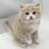 ラガマフィン【愛知県・女の子・2024年7月31日・クリームタビー&ホワイト】の写真2