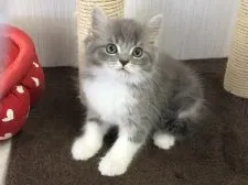 ラガマフィン【愛知県・女の子・2021年2月26日・ブルータビー&ホワイト】の写真2