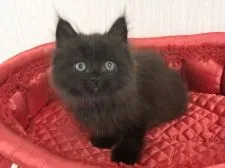 ラガマフィン【愛知県・男の子・2021年4月16日・ブラックスモーク】の写真3