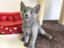 ロシアンブルー【愛知県・男の子・2022年4月20日・ブルー】の写真3