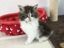 ノルウェージャンフォレストキャット【愛知県・女の子・2020年9月30日・ブラウンタビー&ホワイト】の写真3