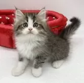 ミヌエット(長足)【愛知県・男の子・2024年2月22日・ブラウンタビー&ホワイト】の写真3