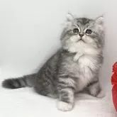 ラガマフィン【愛知県・男の子・2024年7月25日・シルバータビー&ホワイト】の写真4