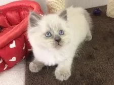 ラガマフィン【愛知県・男の子・2020年12月17日・ブルーポイント】の写真4