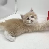 ラガマフィン【愛知県・女の子・2024年7月31日・クリームタビー&ホワイト】の写真4