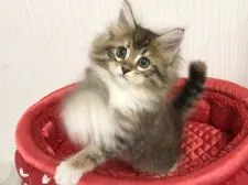 ノルウェージャンフォレストキャット【愛知県・女の子・2022年3月16日・ブラウンパッチドタビー&ホワイト】の写真5