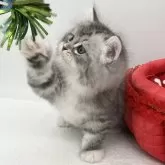 ラガマフィン【愛知県・男の子・2024年7月25日・シルバータビー&ホワイト】の写真5