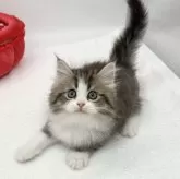 ミヌエット(長足)【愛知県・男の子・2024年2月22日・ブラウンタビー&ホワイト】の写真5