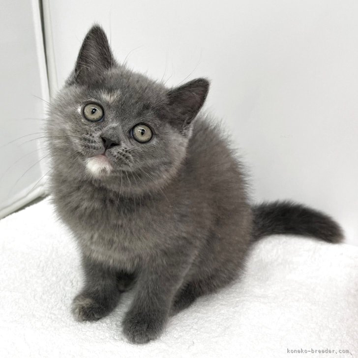 ブリーダー画像