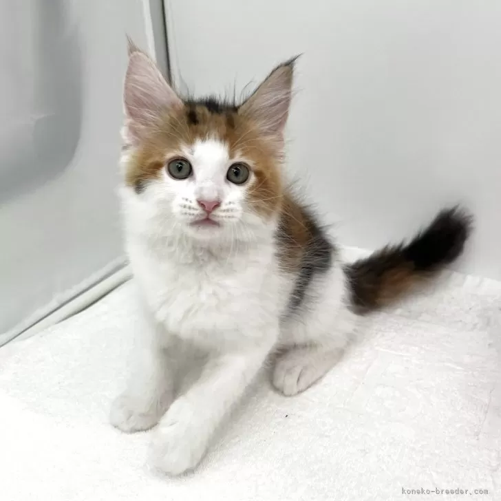 メインクーン【愛知県・女の子・2025年7月9日・ブラウンパッチドタビー&amp;ホワイト】の写真1