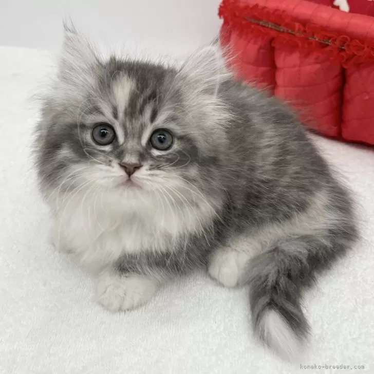ID：2503-00955の子猫