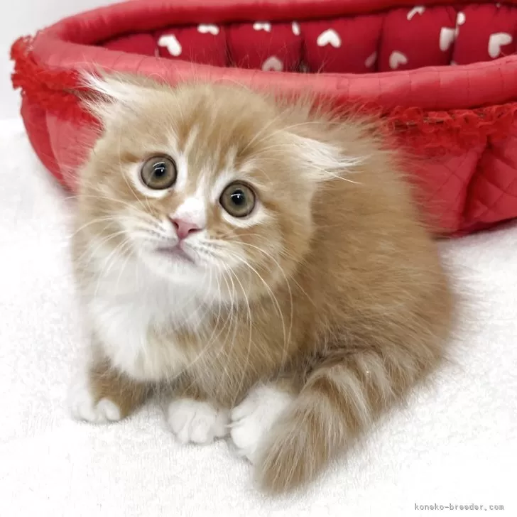 ID：2508-01935の子猫