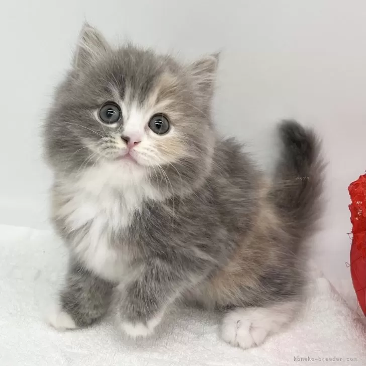 ID：2504-02337の子猫
