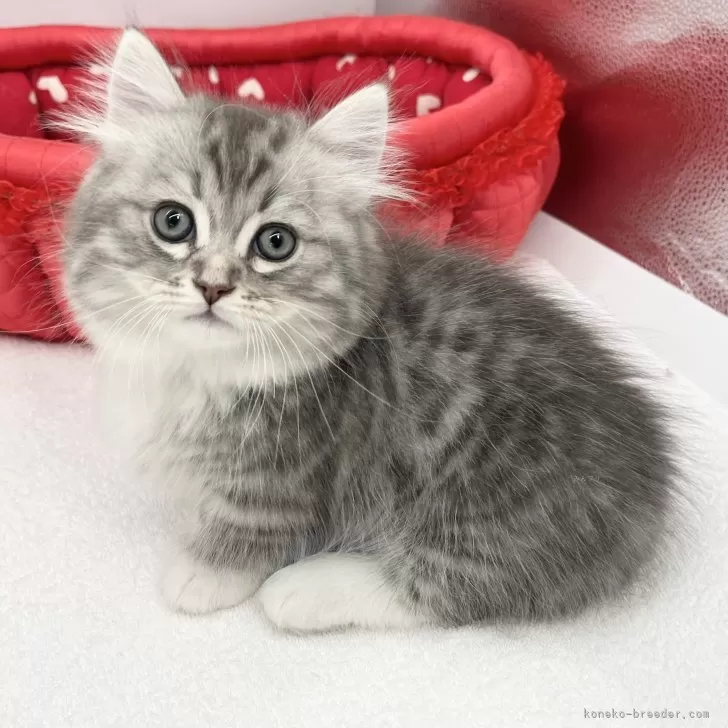 ID:2503-00950の子猫