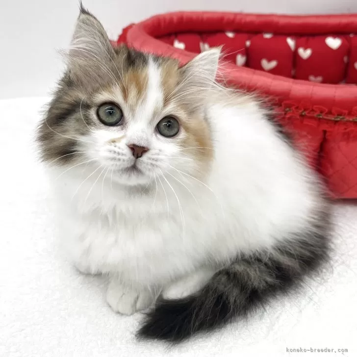 ID：2511-01031の子猫