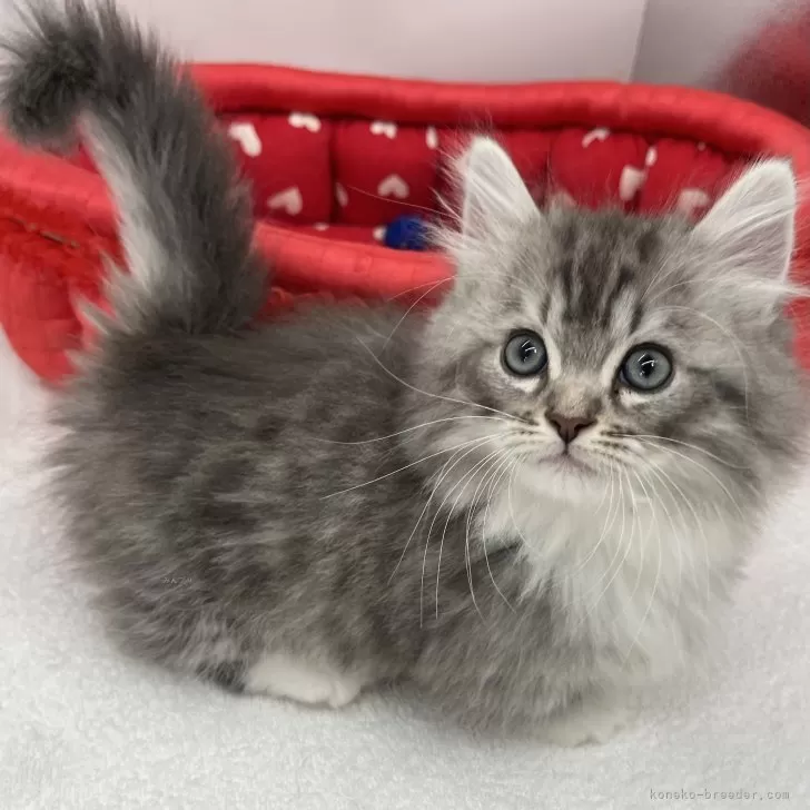 ID：2503-00959の子猫