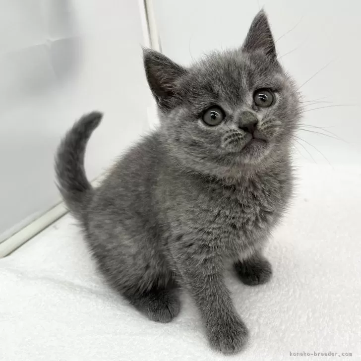 ID:2502-01459の子猫