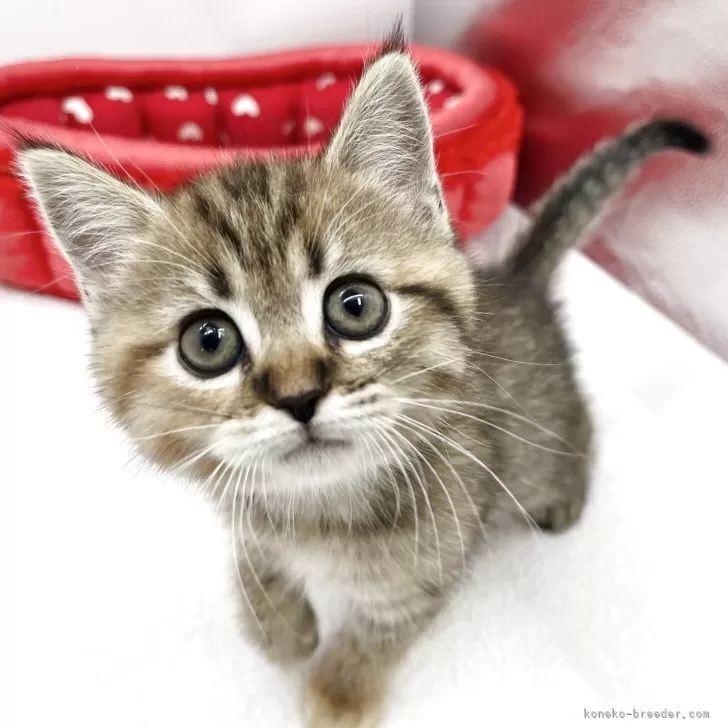 ID：2505-03258の子猫