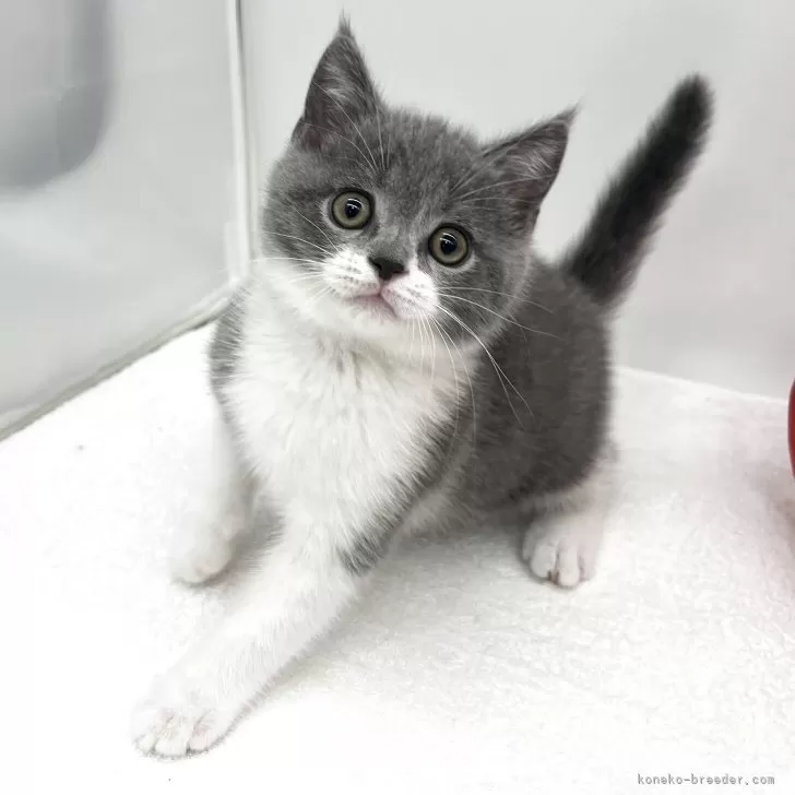 ブリティッシュショートヘア【愛知県・男の子・2025年9月24日・ブルー&amp;ホワイト】の写真1